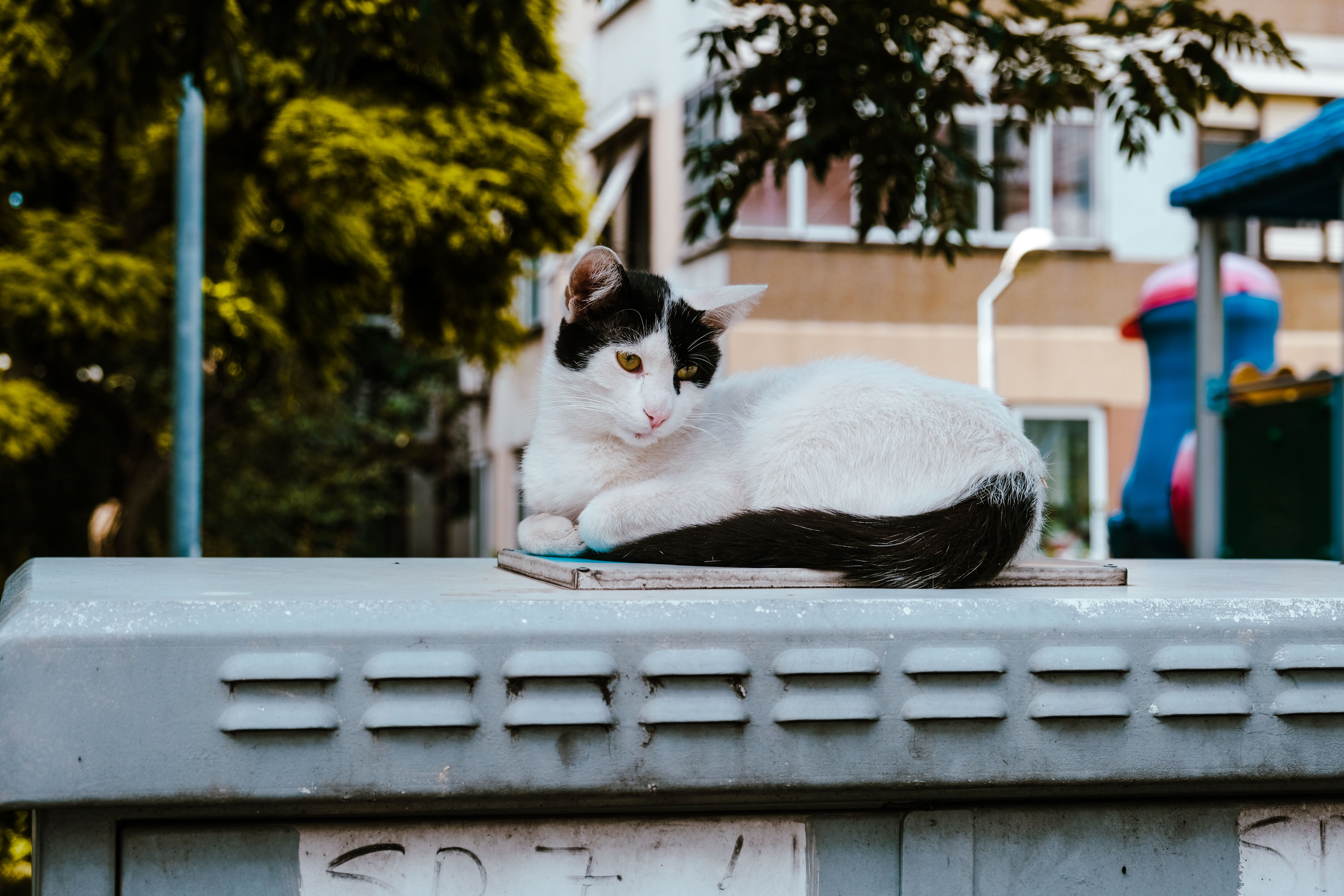 White and Black Cat Lying on Gray Metal Surface · Free Stock Photo