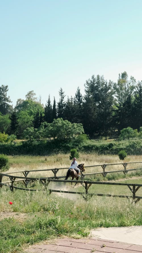 Foto profissional grátis de animal, árvores, cavalgada