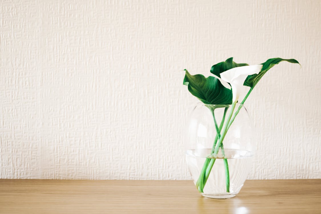 Groene Plant Op Helderglazen Vaas