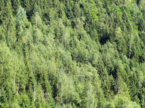 Ilmainen kuvapankkikuva tunnisteilla maaseutu, metsä, metsä tausta Kuvapankkikuva