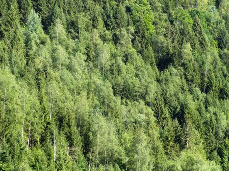 Dense and vibrant green forest landscape in Auvergne-Rhône-Alpes during summer.