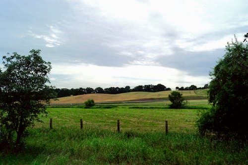 Fotos de stock gratuitas de arboles, campo, cerca