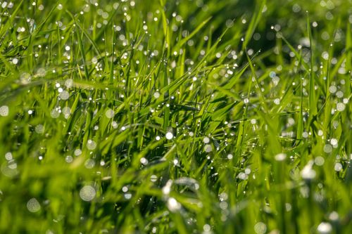 Free A detailed close-up of dew on vibrant green grass, capturing the essence of nature's freshness outdoors. Stock Photo