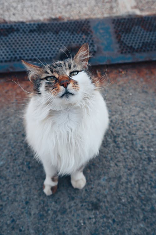 고양이, 높은 각도보기, 반려동물의 무료 스톡 사진