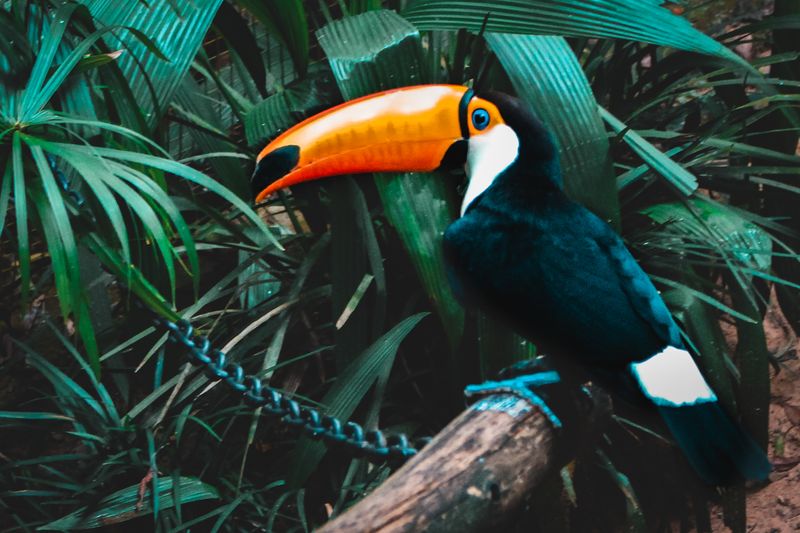 Toco Toucan