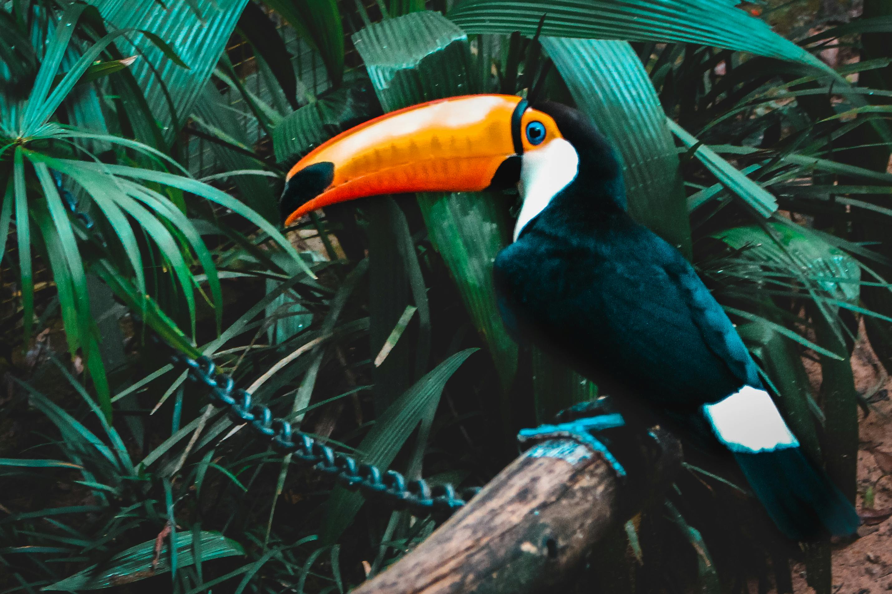 Selective Focus Photo Of Toco Toucan Perched · Free Stock Photo
