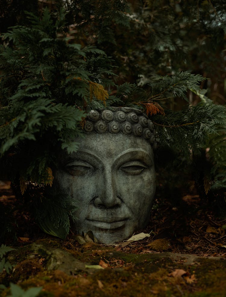 Buddha Head Statue Among Plants