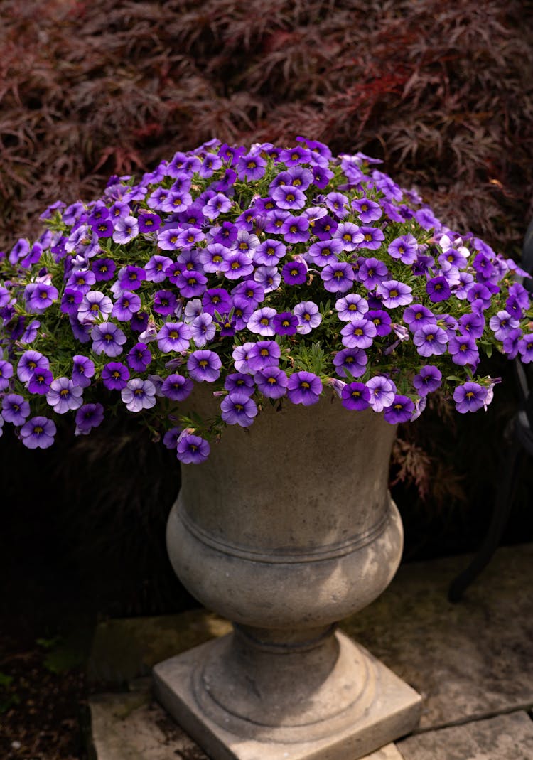 Purple Flowers In Vase