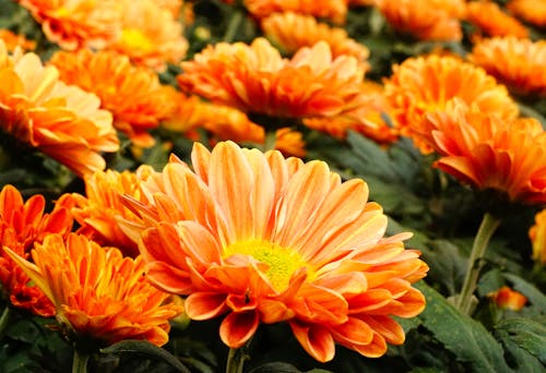 Orange Flower in Close-up Shot