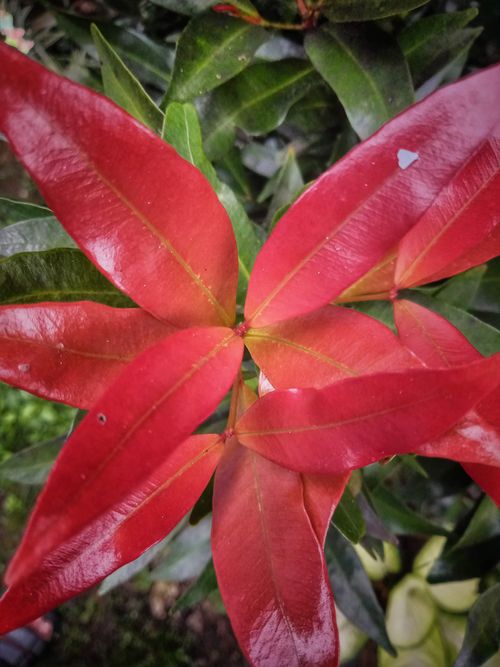 Free stock photo of abstract, beauty in nature, big leaves Stock Photo