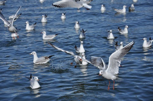 Fotos de stock gratuitas de agua, animal, aves acuáticas