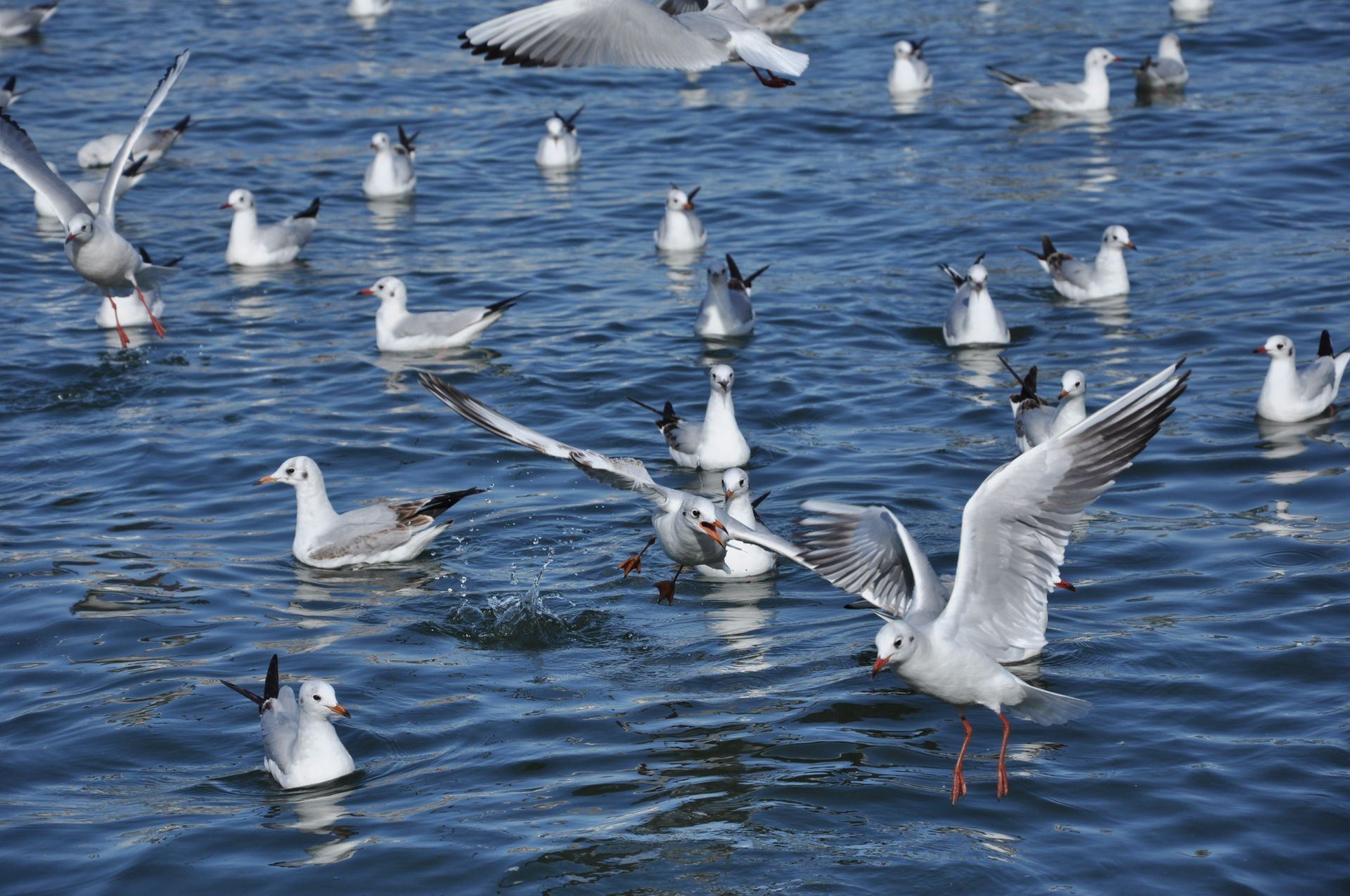 A flock of seagulls flying and swimming in a lake in Sharjah, UAE, showcasing serene wildlife beauty.