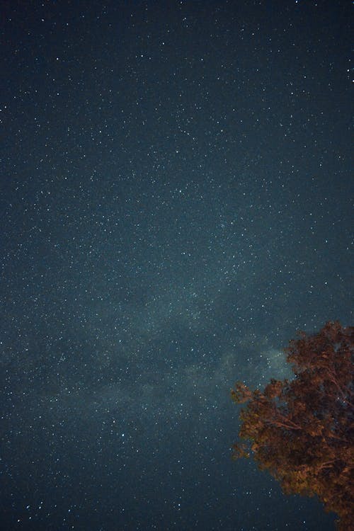 Foto d'estoc gratuïta de arbre, cel, constel·lacions