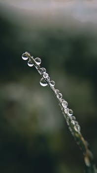 A detailed close-up of dewdrops on a grass blade, showcasing nature's delicate beauty.