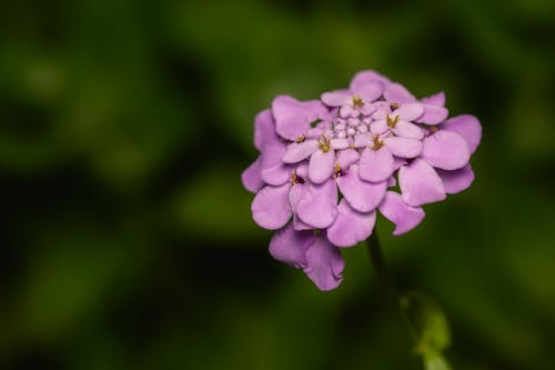 Základová fotografie zdarma na téma candytuft, detail, fialové květiny