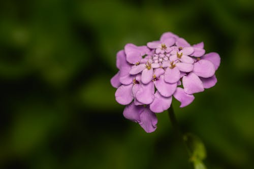 Close-up Photo of Purple Flowers