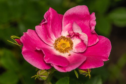 Základová fotografie zdarma na téma detail, flóra, francouzská růže