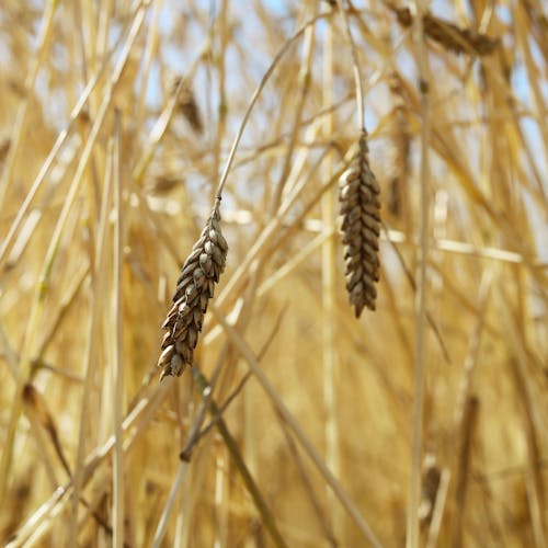 Immagine gratuita di agricoltura, campo agricolo, campo di grano