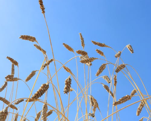 Immagine gratuita di campo di grano, cielo azzurro, erba di grano