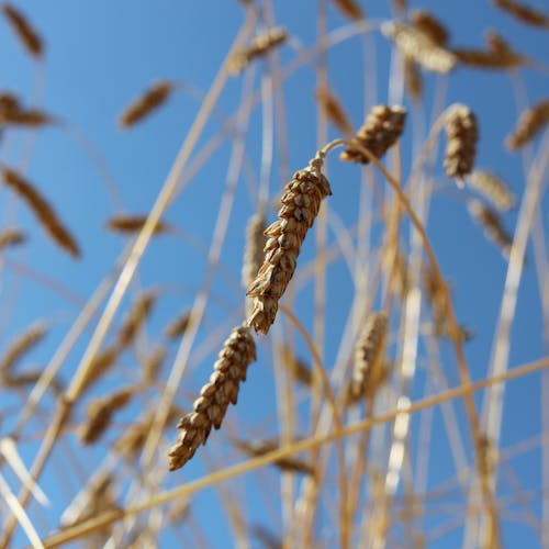 Immagine gratuita di azienda agricola, campo di grano, erba di grano