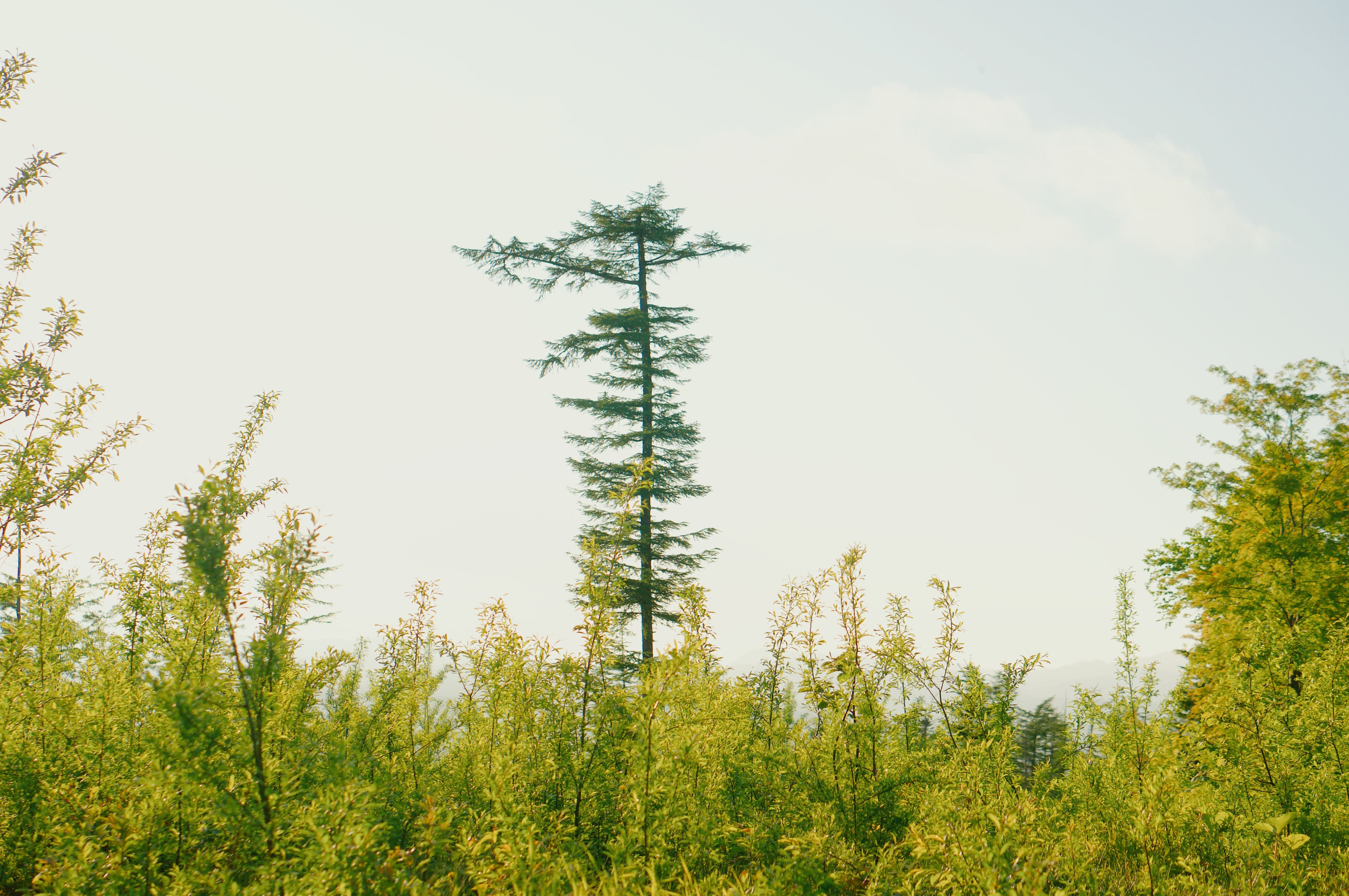 A Green Trees Under the White Sky · Free Stock Photo