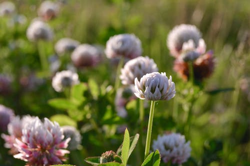 A White Clover Flowers in Full Bloom