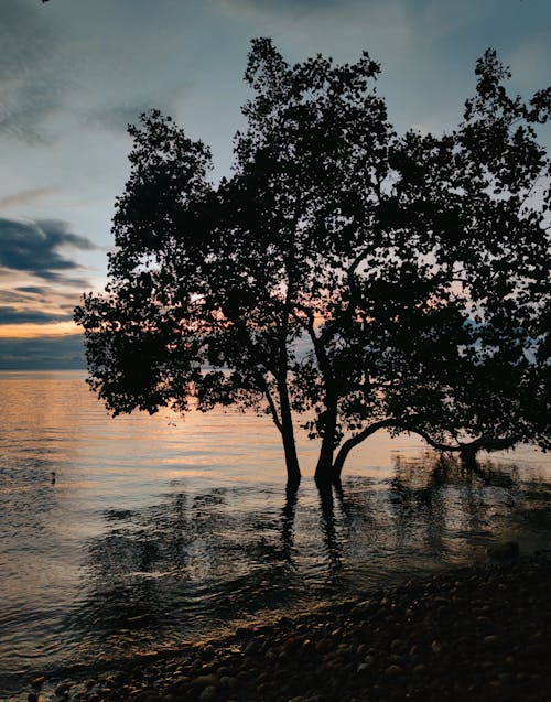 Základová fotografie zdarma na téma jezero, příroda, řeka