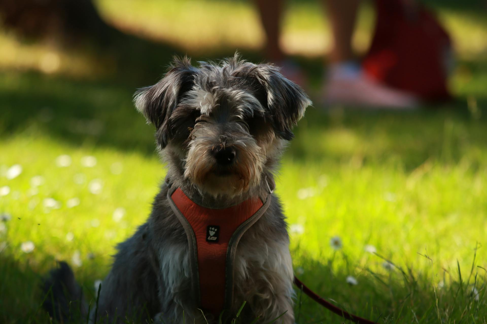 Foto van een Schnauzer in miniatuur