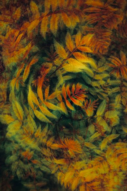 Colorful autumn leaves in a mesmerizing artistic arrangement, showcasing nature's beauty.