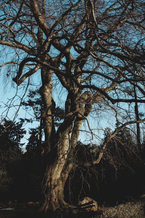 Foto profissional grátis de árvore, filiais, madeira