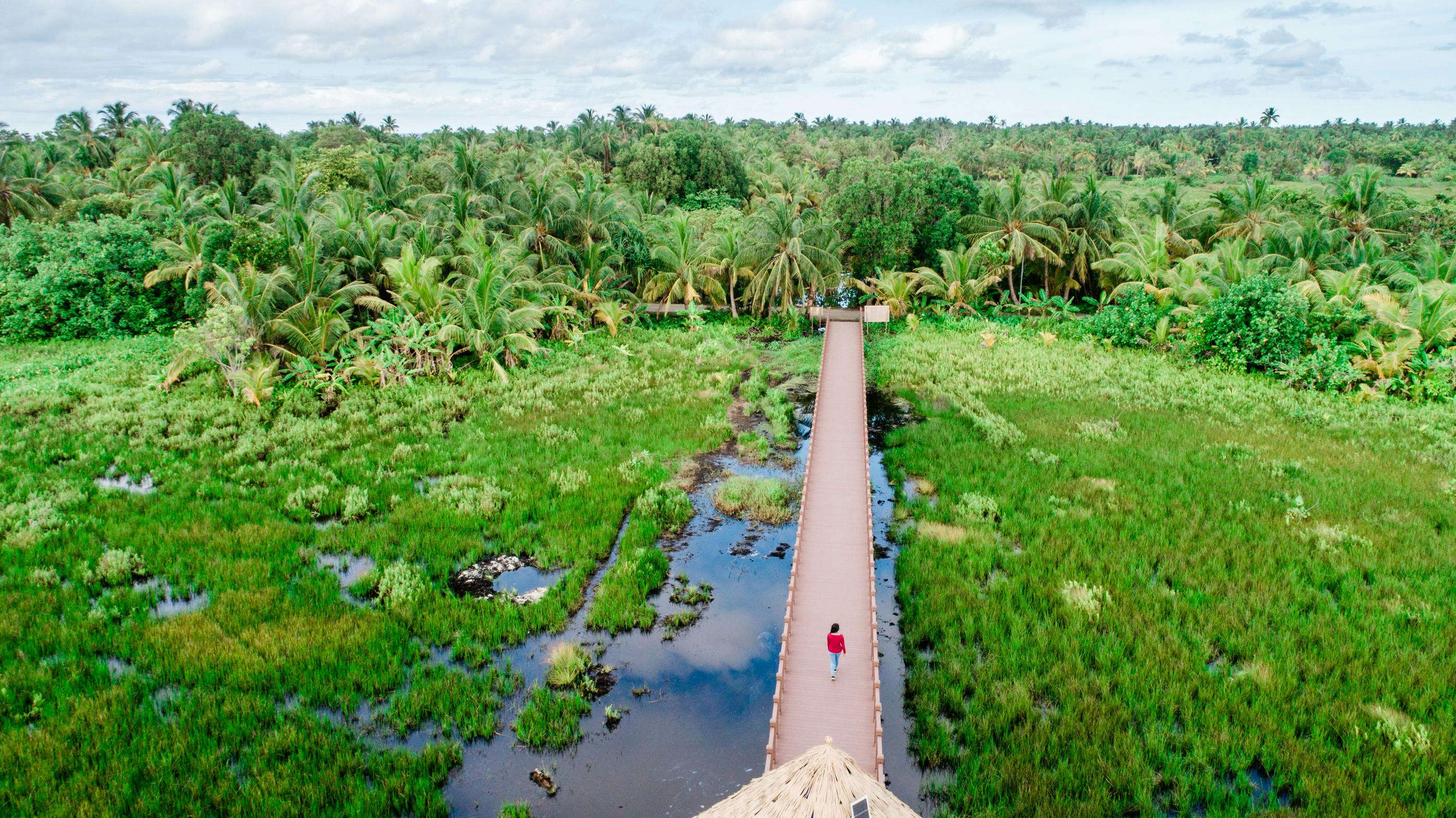 鸟瞰图中，郁郁葱葱的热带沼泽地人行道上，有一个人在行走