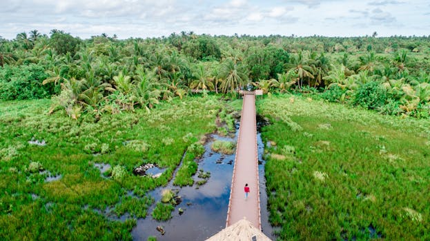 鸟瞰图中，郁郁葱葱的热带沼泽地人行道上，有一个人在行走