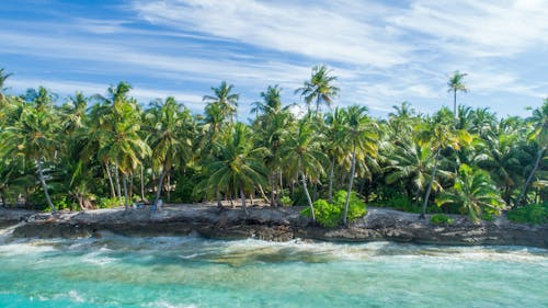 물 근처 코코넛 숲
