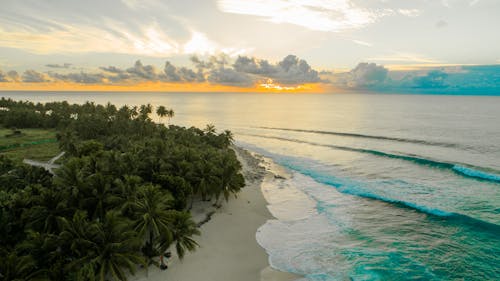 Aerial Photography of Green Palm Trees on Seashore at Golden Hour