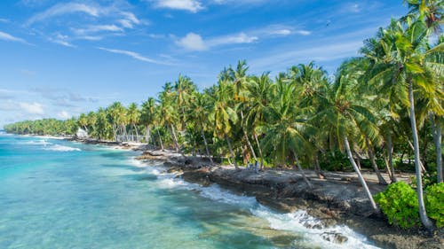 Green Palm Trees on Beach Side