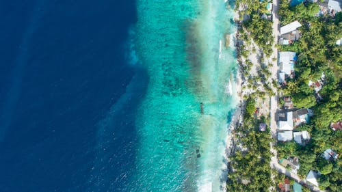 Hochwinkelfoto Von Grünen Hohen Bäumen Neben Dem Gewässer