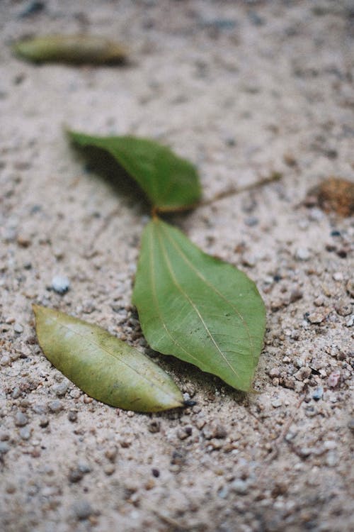 Green Leaves Lying on Ground