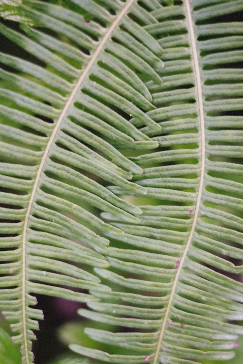 Free Detailed view of a vibrant green tropical fern leaf showcasing its intricate patterns and textures. Stock Photo