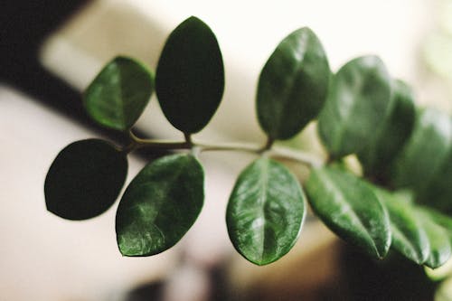 Green Leaves in Close Up Photography