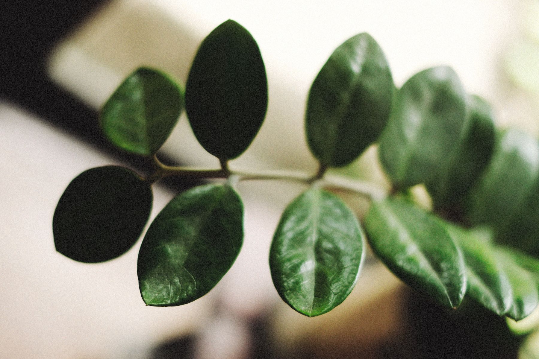 ZZ Plant
