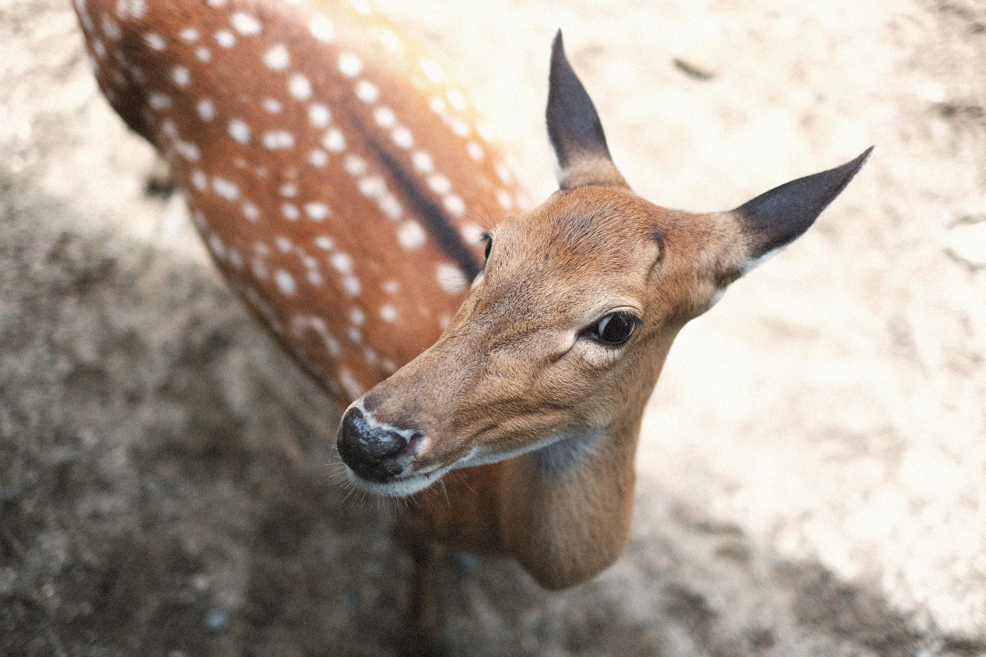Intimate close-up of a Vietnamese Sika Deer with spotted coat in a natural setting.