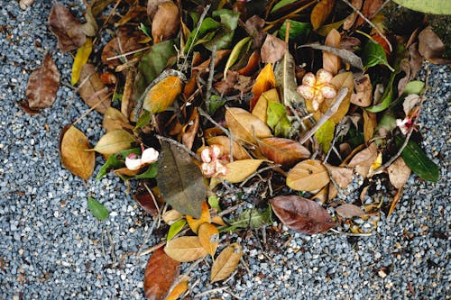 Photo of a Autumn Leaves Lying on the Ground