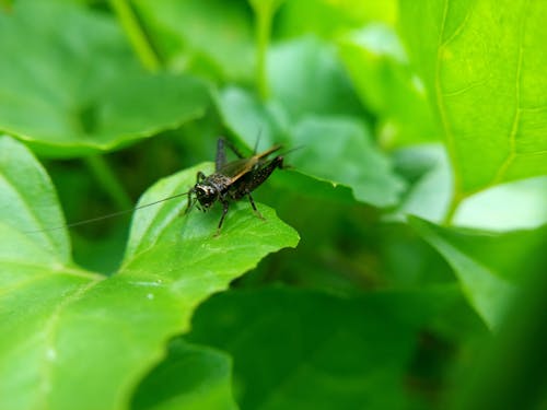 Close-Up Shot of a Cricket on a Leaf 