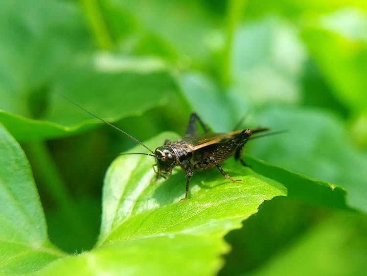 Close-Up Shot Of A Cricket 