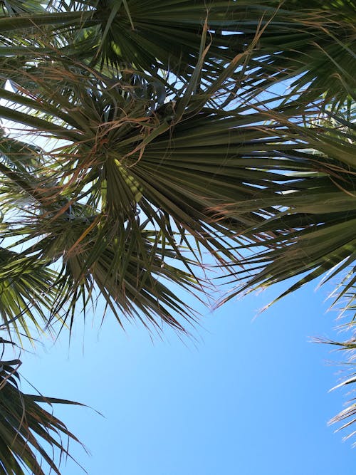Palm Trees under a Blue Sky