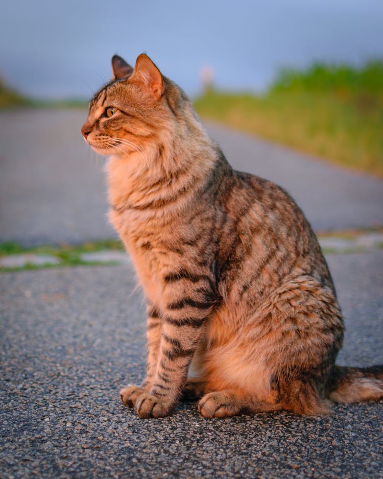 Tabby Cat Sitting On The Road 