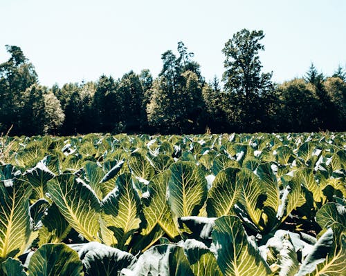 Fotobanka s bezplatnými fotkami na tému farma, hracie pole, karfiol