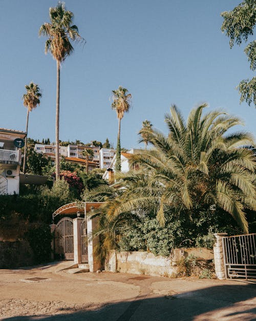 Palm Trees in a Residential Area