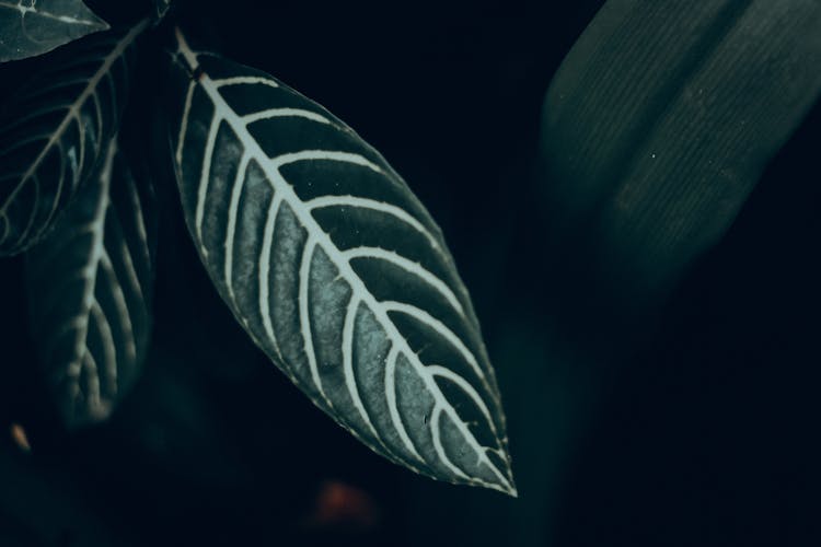 Close-up Photo Of A Zebra Plant Leaf