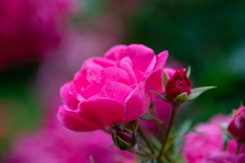 Gratis arkivbilde med blomsterfotografering, blomsterplante, delikat